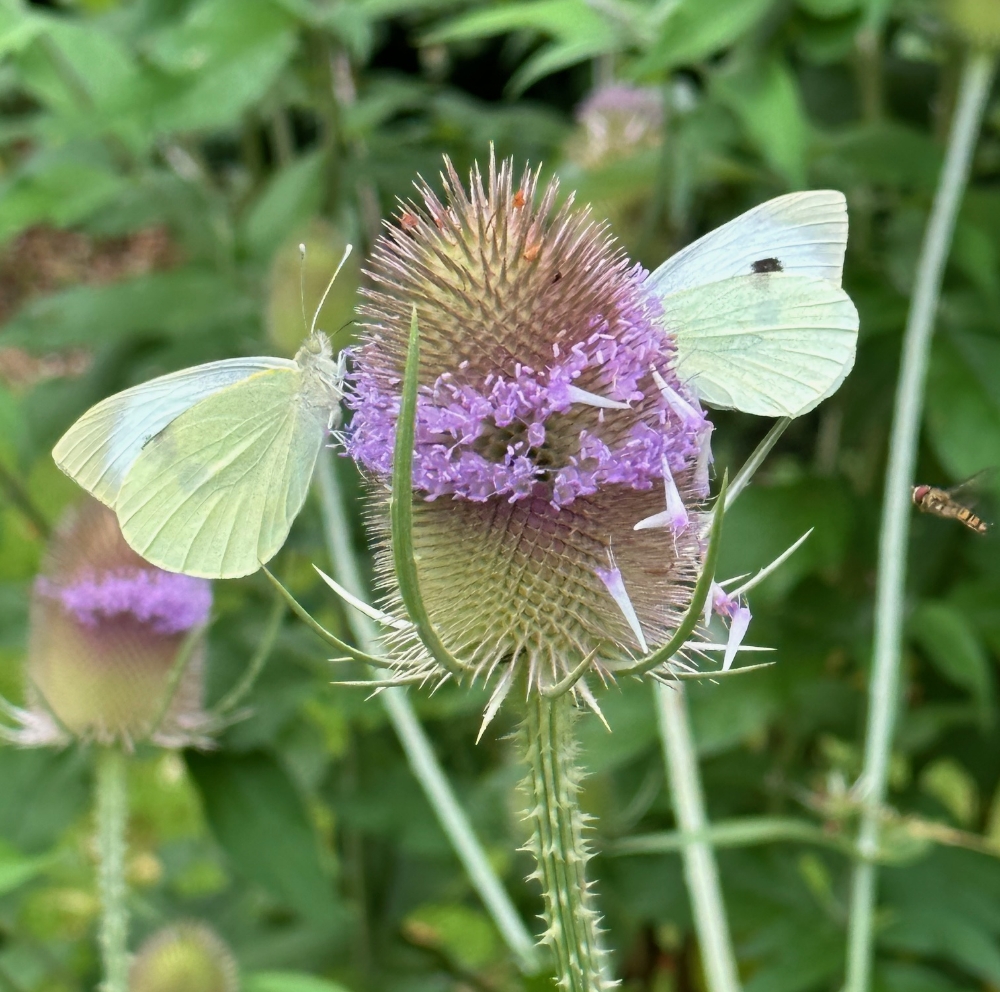 Unveiling the Hidden Beauty and Benefits of Wild Teasel