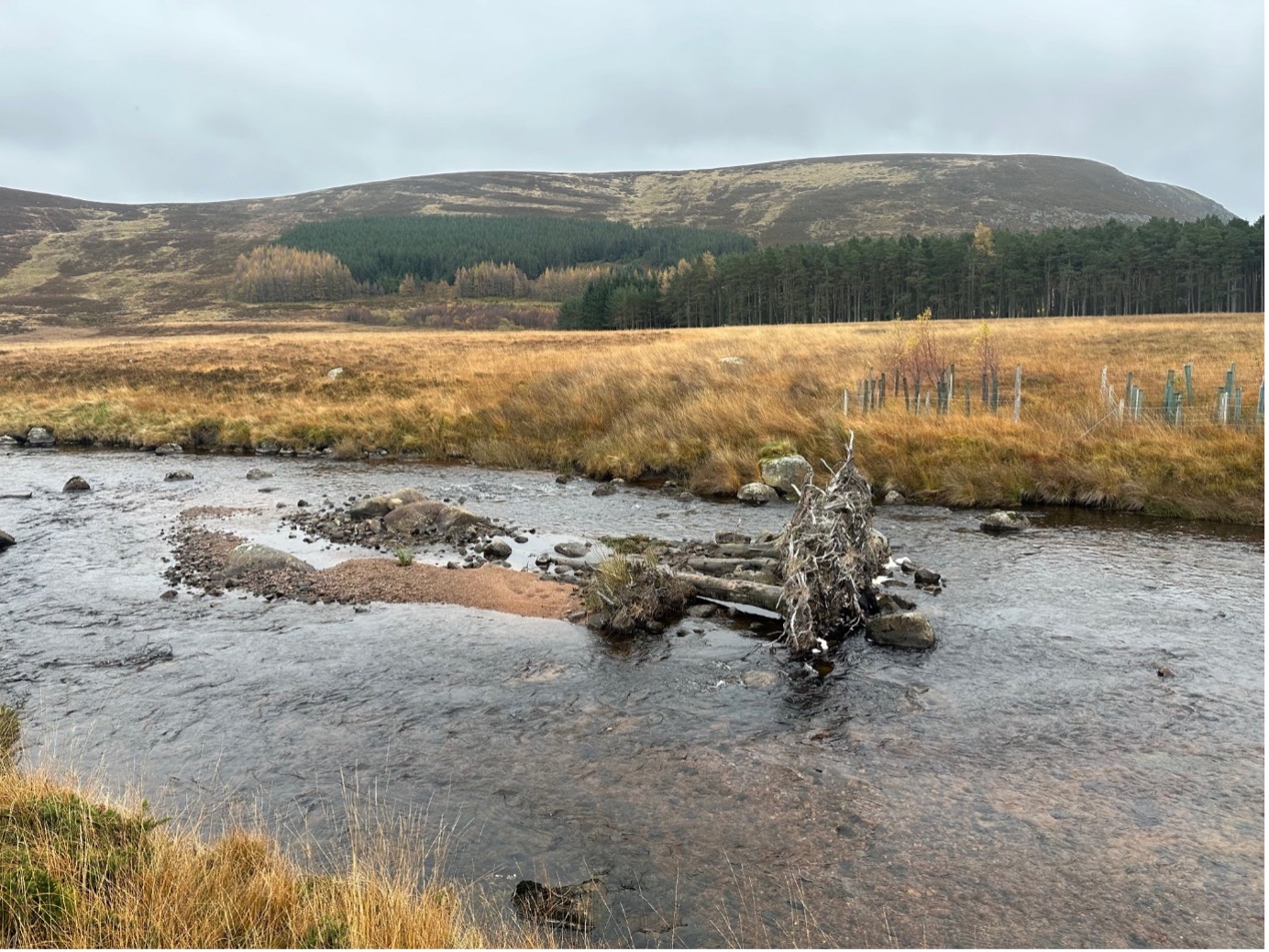 From Passion to Progress: Reviving Atlantic Salmon Habitats