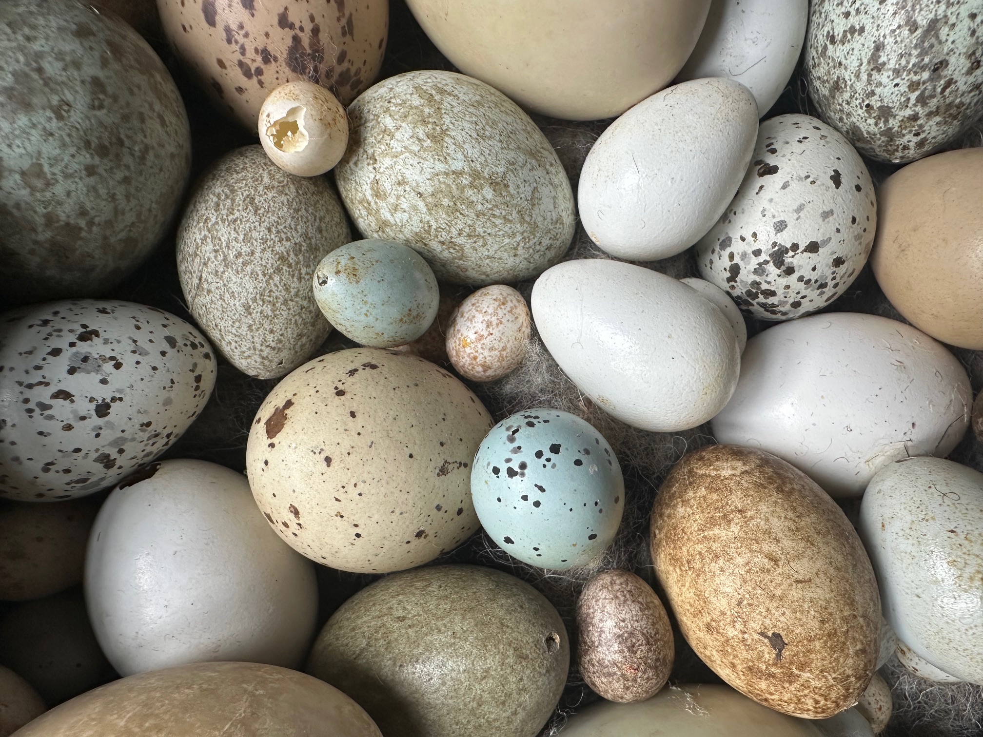 What are your sights, sounds, and smells of spring?