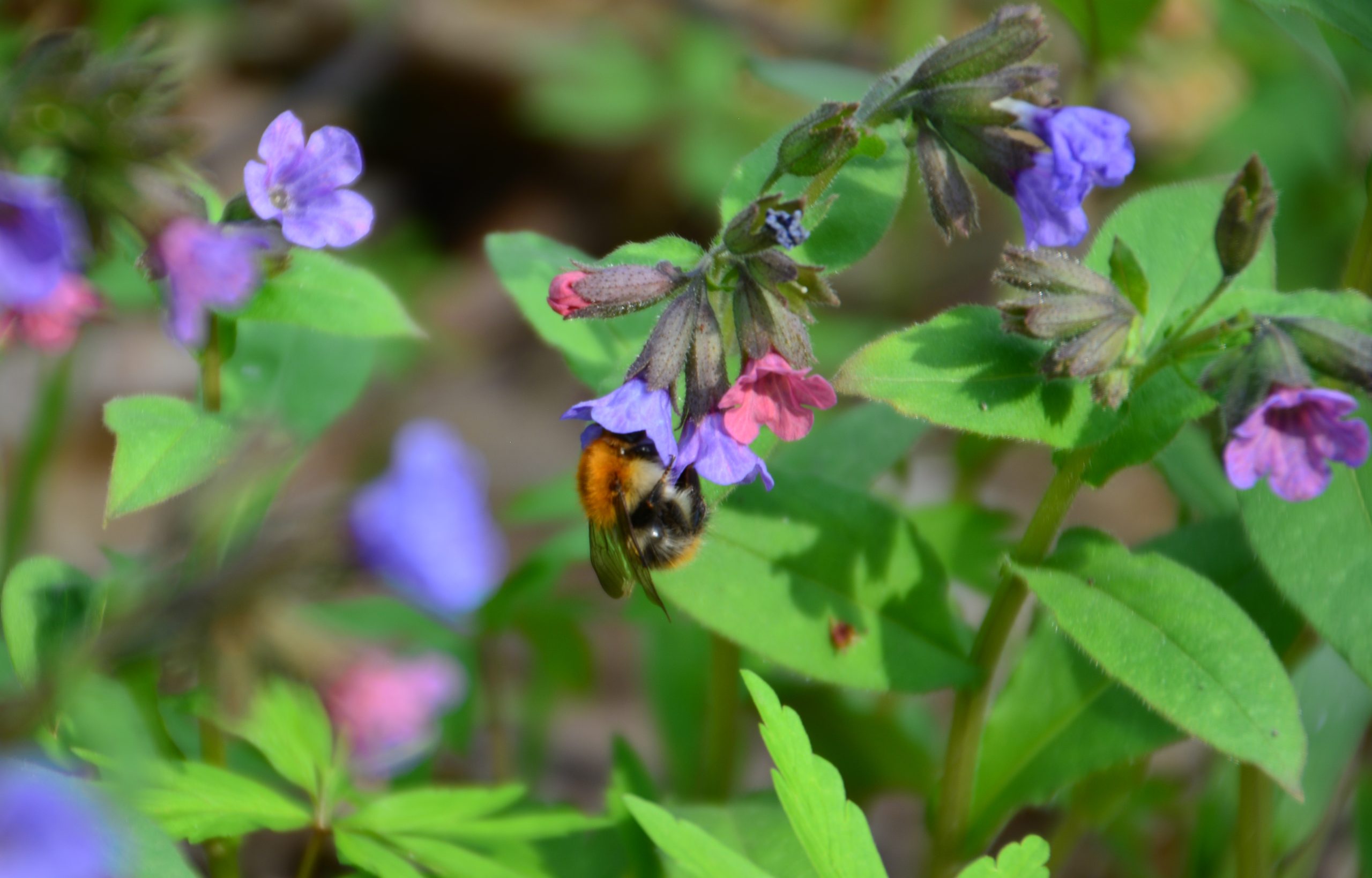 Every garden should have these spring flowers for bumblebees.