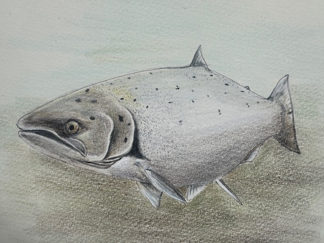 Saving the Chalk Stream Atlantic Salmon